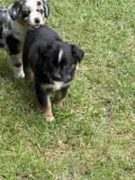 Brownie , a male Miniature Australian Shepherd for sale in Ben Wheeler, TX – 9 of 9