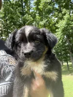 Brownie , a male Miniature Australian Shepherd for sale in Ben Wheeler, TX – 5 of 9