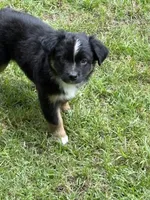 Brownie , a male Miniature Australian Shepherd for sale in Ben Wheeler, TX – 8 of 9