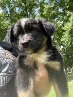 Brownie , a male Miniature Australian Shepherd for sale in Ben Wheeler, TX – 6 of 9