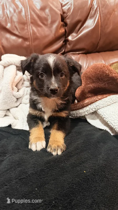 Brownie  – Miniature Australian Shepherd puppy for sale in Ben Wheeler, TX