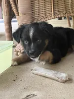 Brownie , a male Miniature Australian Shepherd for sale in Ben Wheeler, TX – 3 of 9