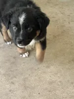 Brownie , a male Miniature Australian Shepherd for sale in Ben Wheeler, TX – 1 of 9