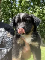 Brownie , a male Miniature Australian Shepherd for sale in Ben Wheeler, TX – 2 of 9