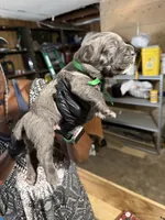 Green Collar , a male Cane Corso for sale in Orangeburg, SC – 4 of 4