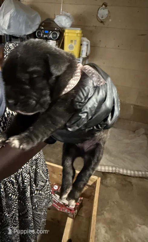 Polka Dot Collar – Cane Corso puppy for sale in Orangeburg, SC