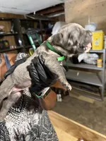 Green Collar , a male Cane Corso for sale in Orangeburg, SC – 3 of 4