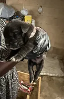 Polka Dot Collar, a male Cane Corso for sale in Orangeburg, SC – 2 of 4