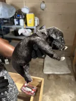 Polka Dot Collar, a male Cane Corso for sale in Orangeburg, SC – 4 of 4
