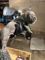 Green Collar , a male Cane Corso for sale in Orangeburg, SC – 2 of 4