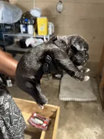 Polka Dot Collar, a male Cane Corso for sale in Orangeburg, SC – 3 of 4