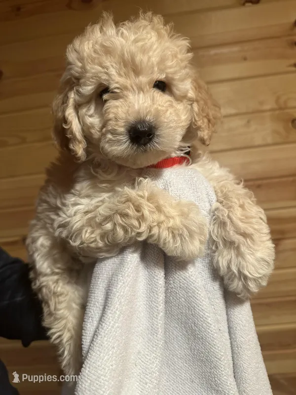 Nala – Miniature Goldendoodle puppy for sale in Wyoming, MI