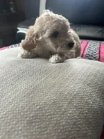 Nala, a female Miniature Goldendoodle for sale in Wyoming, MI – Photo 2 of 2