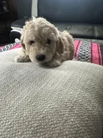 Nala, a female Miniature Goldendoodle for sale in Wyoming, MI – Photo 1 of 2