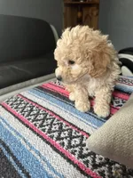 Valentino, a male Miniature Goldendoodle for sale in Wyoming, MI – Photo 2 of 3