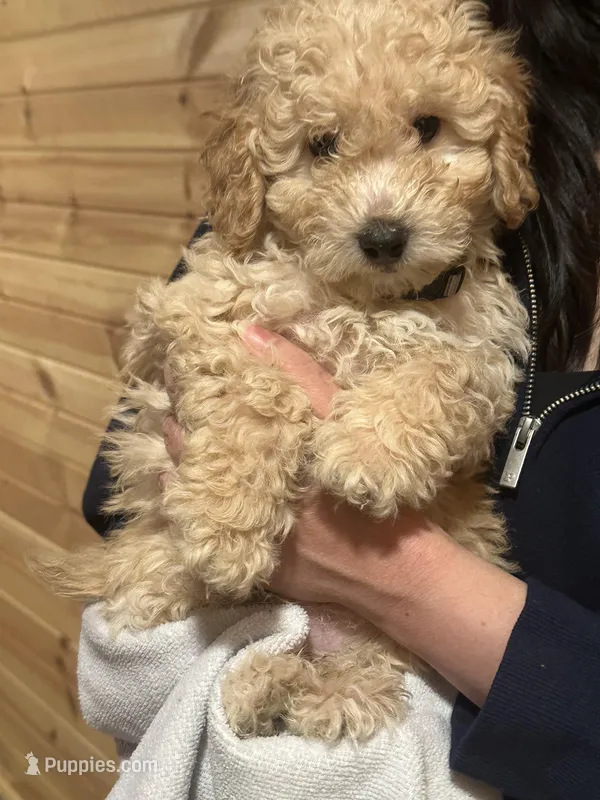 Valentino – Miniature Goldendoodle puppy on hold in Wyoming, MI