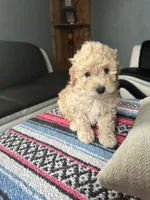 Valentino, a male Miniature Goldendoodle for sale in Wyoming, MI – Photo 3 of 3