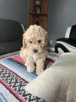 Valentino, a male Miniature Goldendoodle for sale in Wyoming, MI – Photo 1 of 3