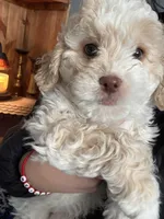 processed/0a8ac9a1-14df-4efc-8102-8f905835d149/listing/5e145700-dce7-4fcc-9c97-0e86be86fc40/c206d596-61ef-49b9-adfb-8e2c5652ef37