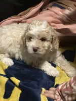 processed/0a8ac9a1-14df-4efc-8102-8f905835d149/listing/5e145700-dce7-4fcc-9c97-0e86be86fc40/eca94bcb-6a31-4b7f-a77b-b9c7dca1c11b