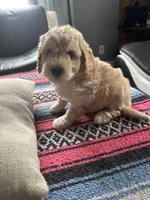 Valerie, a female Poodle - Miniature  and Miniature Goldendoodle for sale in Wyoming, MI – Photo 2 of 2