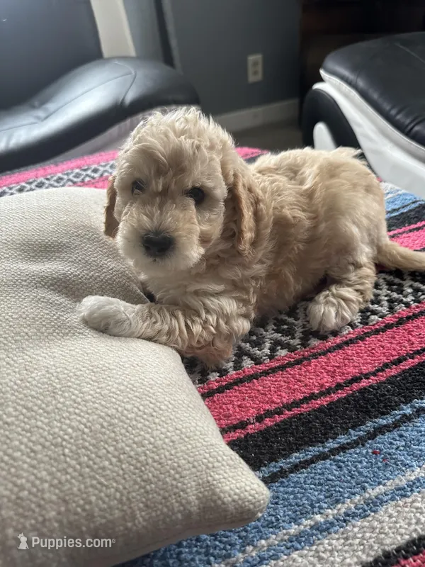 Valerie – Poodle - Miniature , Miniature Goldendoodle puppy for sale in Wyoming, MI