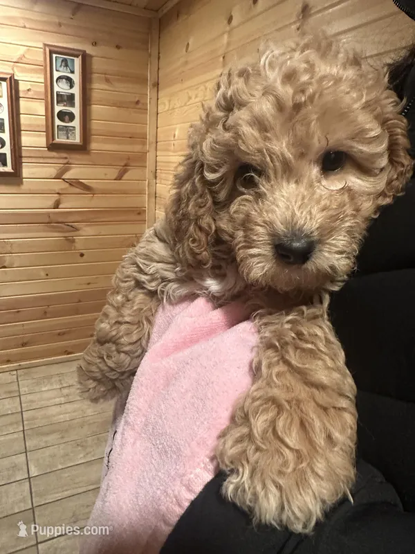Valentina – Miniature Goldendoodle puppy for sale in Wyoming, MI