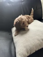 Valentina, a female Miniature Goldendoodle for sale in Wyoming, MI – Photo 3 of 3