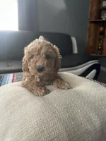 Valentina, a female Miniature Goldendoodle for sale in Wyoming, MI – Photo 1 of 3