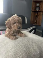 Valentina, a female Miniature Goldendoodle for sale in Wyoming, MI – Photo 2 of 3