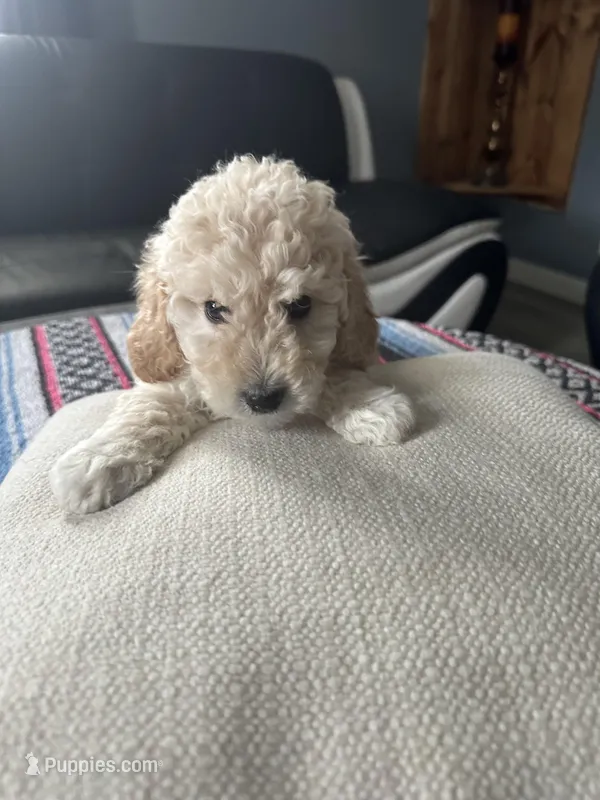 Milo – Miniature Goldendoodle puppy for sale in Wyoming, MI