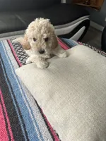 Milo, a male Miniature Goldendoodle for sale in Wyoming, MI – Photo 3 of 3