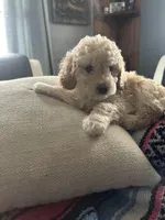 Milo, a male Miniature Goldendoodle for sale in Wyoming, MI – Photo 2 of 3