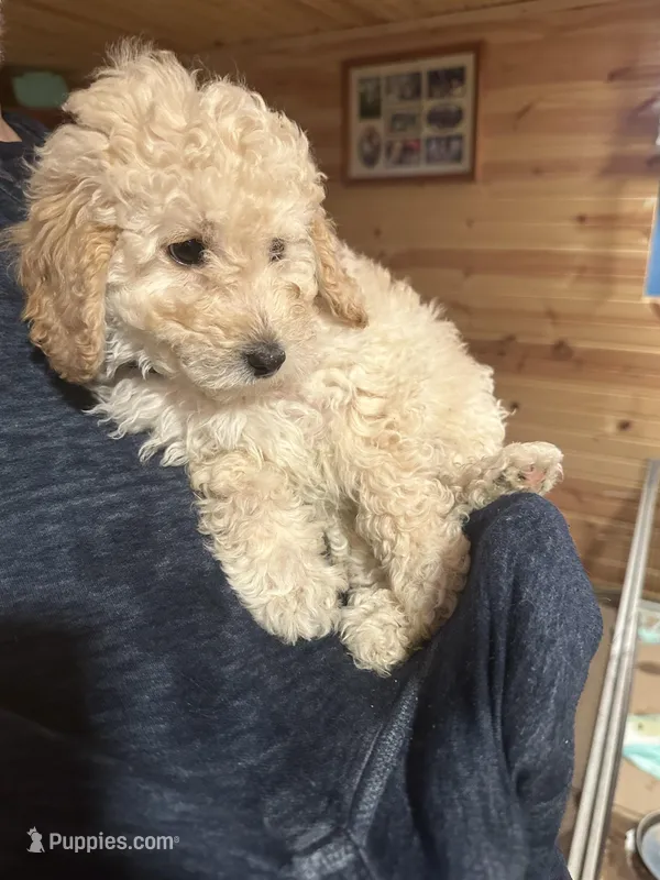 Milo – Miniature Goldendoodle puppy for sale in Wyoming, MI