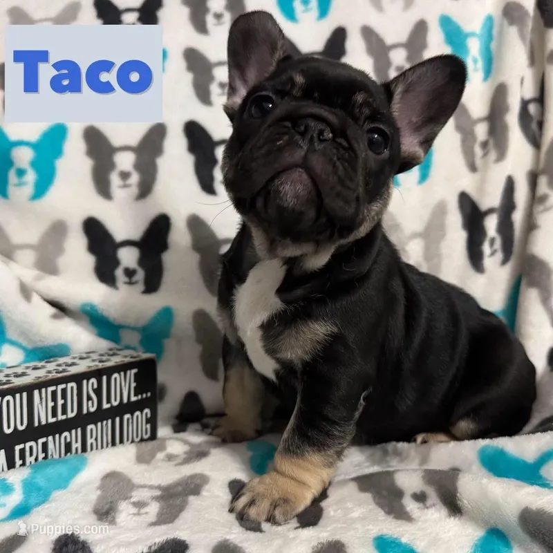 Taco