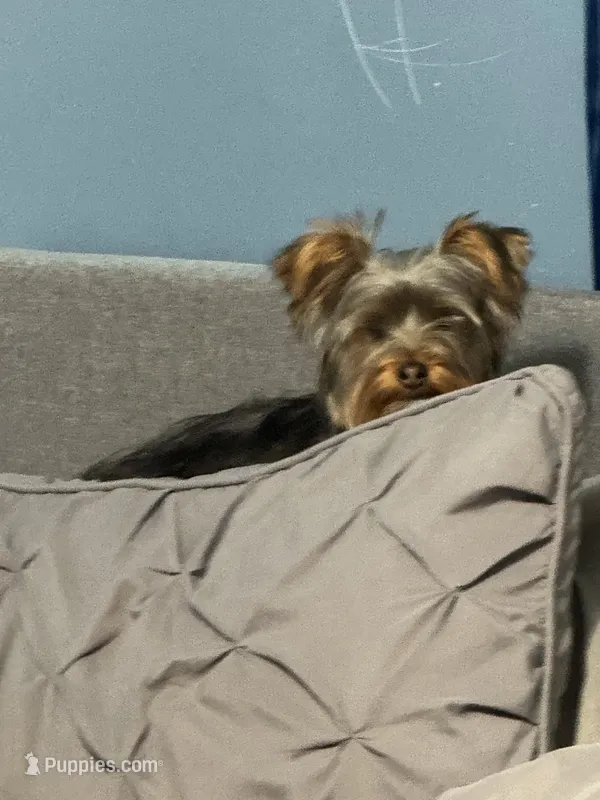 Salem – Yorkshire Terrier puppy for sale in Lowell, MA