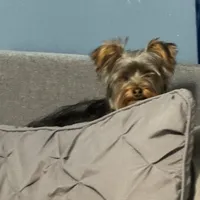 Salem, a  Yorkshire Terrier for sale in Lowell, MA – Photo 1 of 3