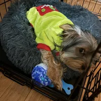 Salem, a  Yorkshire Terrier for sale in Lowell, MA – Photo 3 of 3