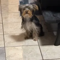 Salem, a  Yorkshire Terrier for sale in Lowell, MA – Photo 2 of 3