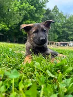 Zella, a female German Shepherd Dog for sale in Knoxville, TN – 3 of 5