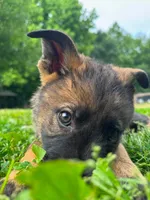 Zella, a female German Shepherd Dog for sale in Knoxville, TN – 4 of 5
