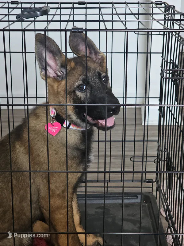 Zella – German Shepherd Dog puppy for sale in Knoxville, TN