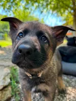 Zella, a female German Shepherd Dog for sale in Knoxville, TN – 5 of 5