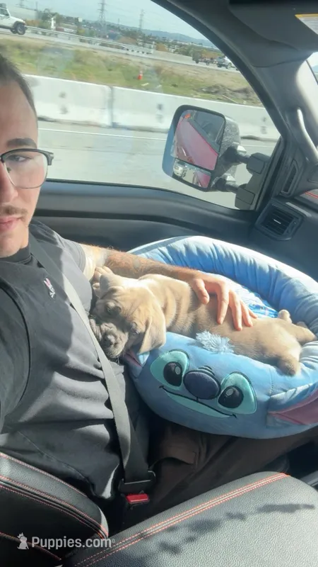 Thor – Cane Corso puppy for sale in Menifee, CA