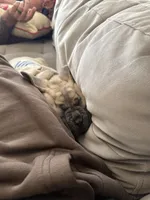 Thor, a male Cane Corso for sale in Menifee, CA – Photo 4 of 4