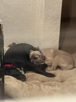 Thor, a male Cane Corso for sale in Menifee, CA – Photo 3 of 4