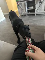 Apollo, a male Cane Corso for sale in Menifee, CA – Photo 3 of 5