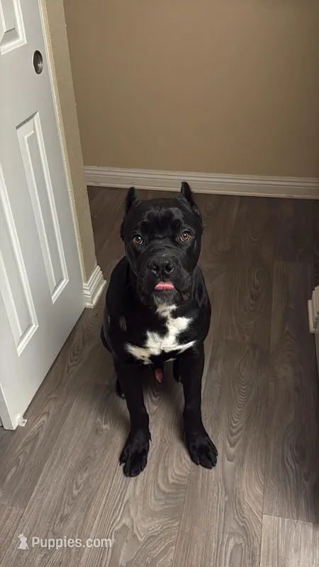 Apollo – Cane Corso puppy for sale in Menifee, CA