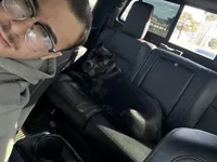 Apollo, a male Cane Corso for sale in Menifee, CA – Photo 5 of 5