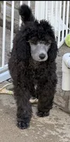 Silver male, a male Poodle - Standard  for sale in Decatur, MI – 4 of 7